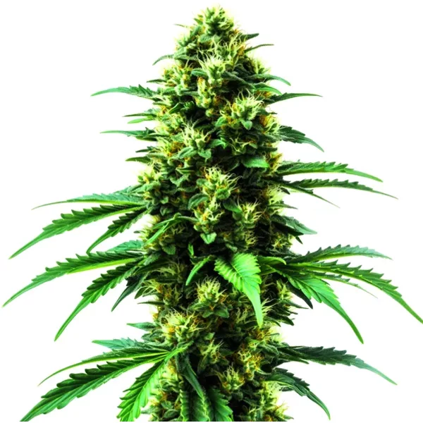 Gold Leaf - Seeds Pack: 3-samen