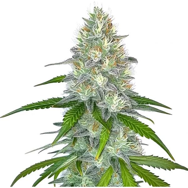 Gorilla Glue G4 FB - Seeds Pack: 9-samen