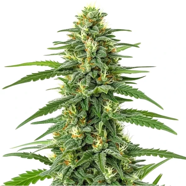 Gorilla Glue Lemon - Seeds Pack: 9-samen