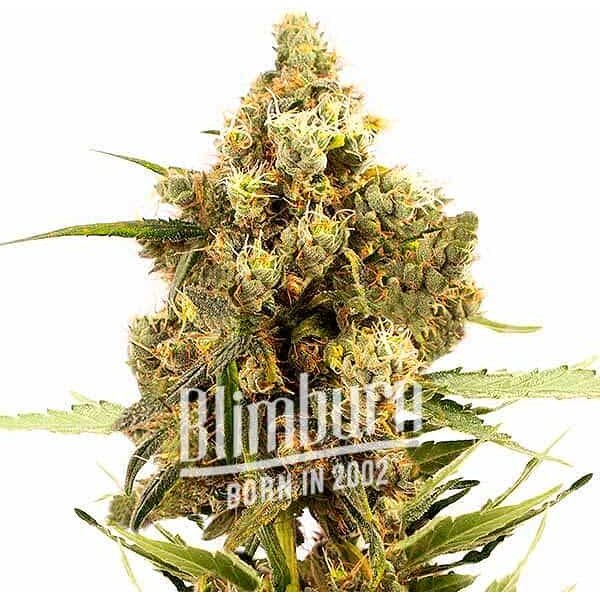 Gorilla Glue x Grapefruit Regulär - Seeds Pack: 3-samen