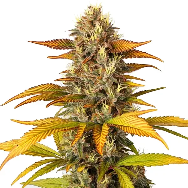 Gorilla Lemon Fire - Seeds Pack: 9-samen