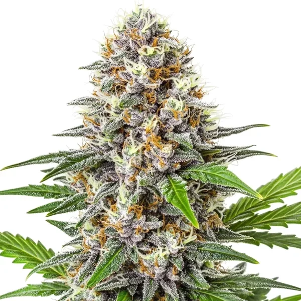 Gorilla Punch Auto - Seeds Pack: 9-samen