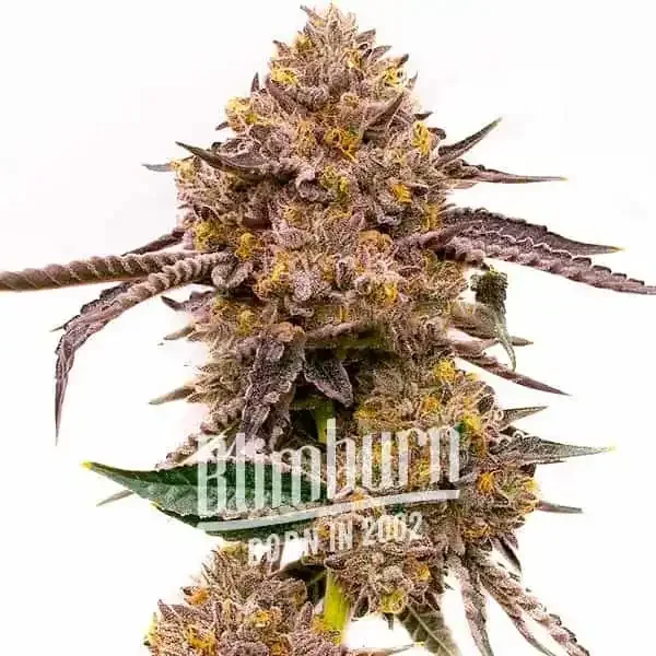 Gorilla x Zkittlez Auto - Seeds Pack: 3-samen