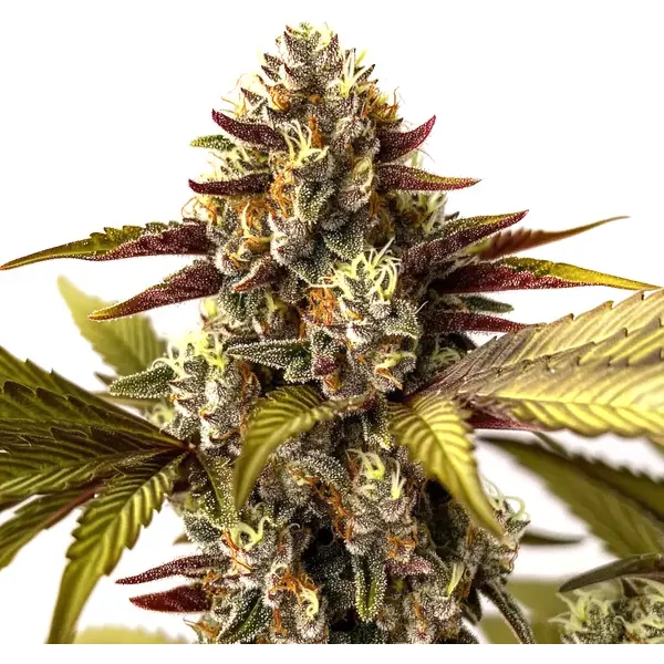 Grandaddy Purple x Do-Si-Dos - Seeds Pack: 3-samen