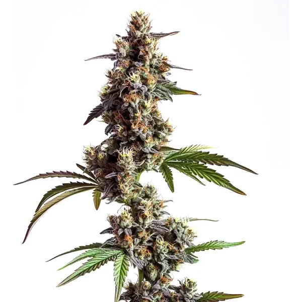 Grandaddy x Bruce Banner Regulär - Seeds Pack: 9-samen