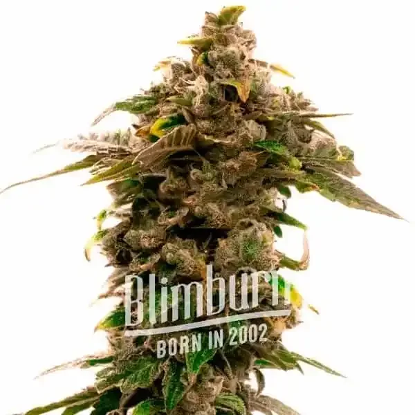Grape Killer Haze Auto - Seeds Pack: 9-samen