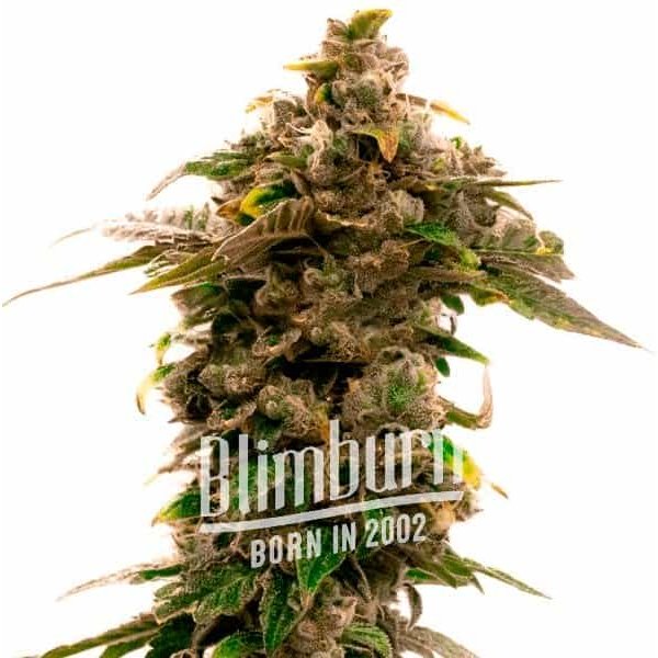 Grape Killer Schnellversion - Seeds Pack: 25-samen