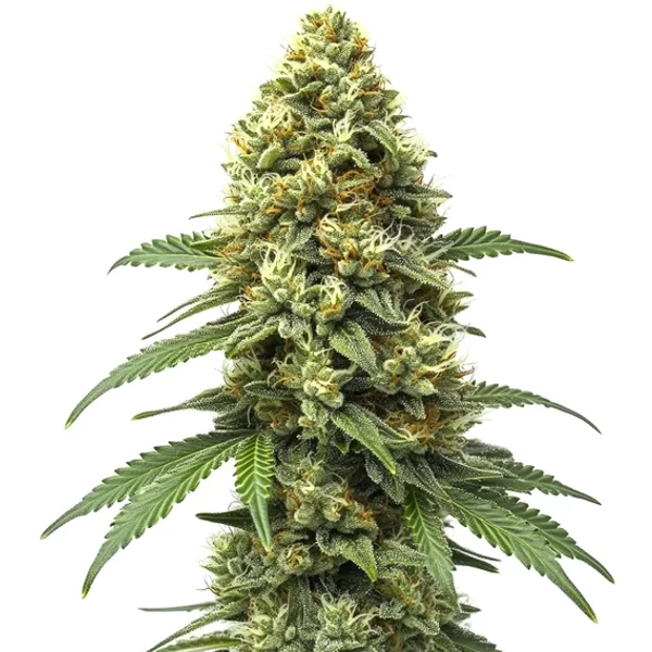 Grapefruit Auto - Seeds Pack: 25-samen