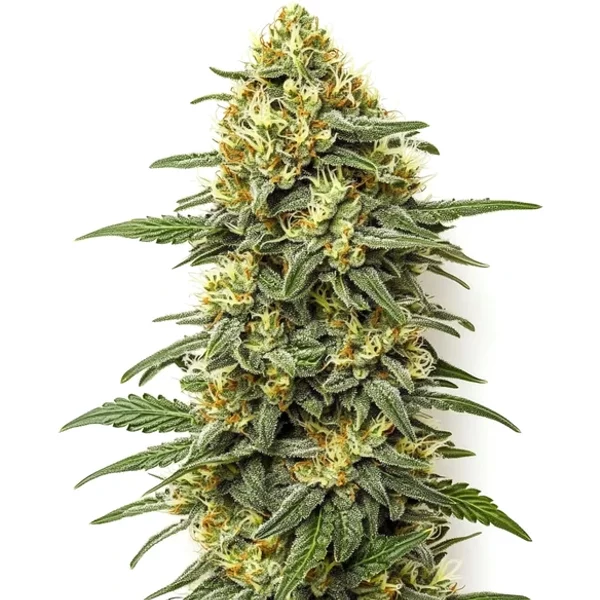 Grapefruit Regulär - Seeds Pack: 3-samen