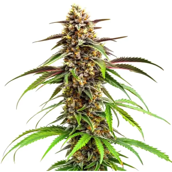 Grease Monkey - Seeds Pack: 25-samen