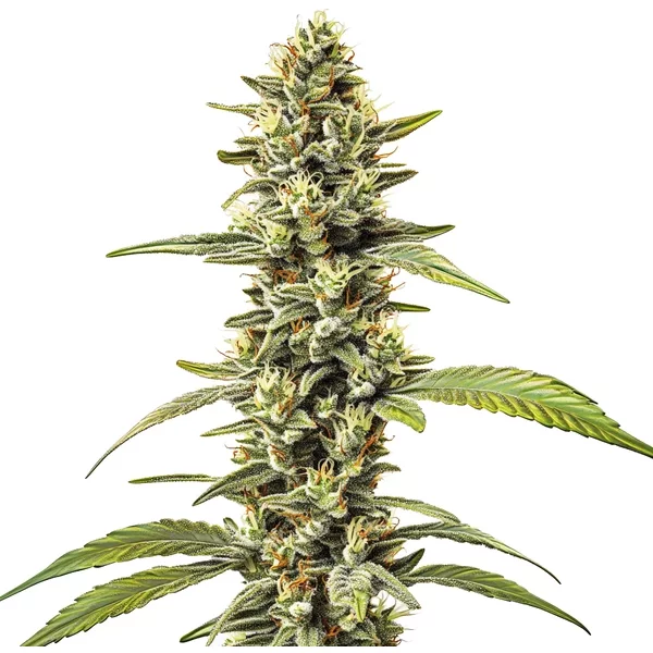 Great White Shark Regulär - Seeds Pack: 9-samen