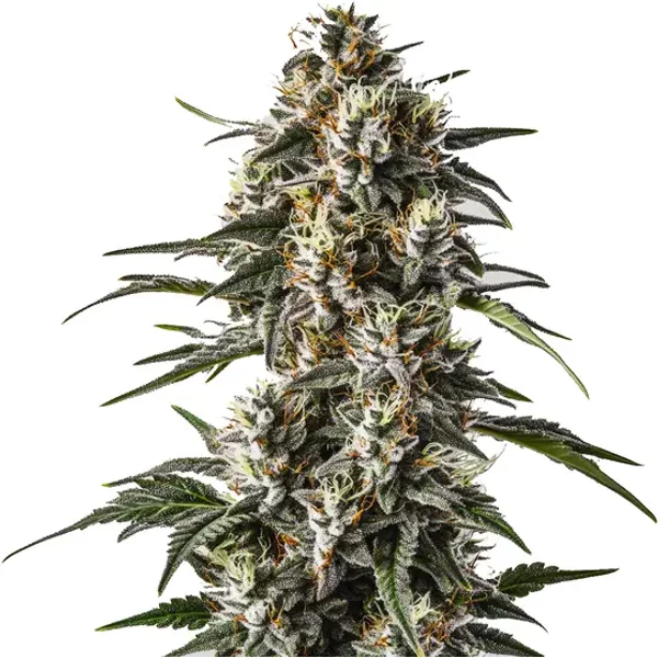 Great White Shark - Seeds Pack: 9-samen
