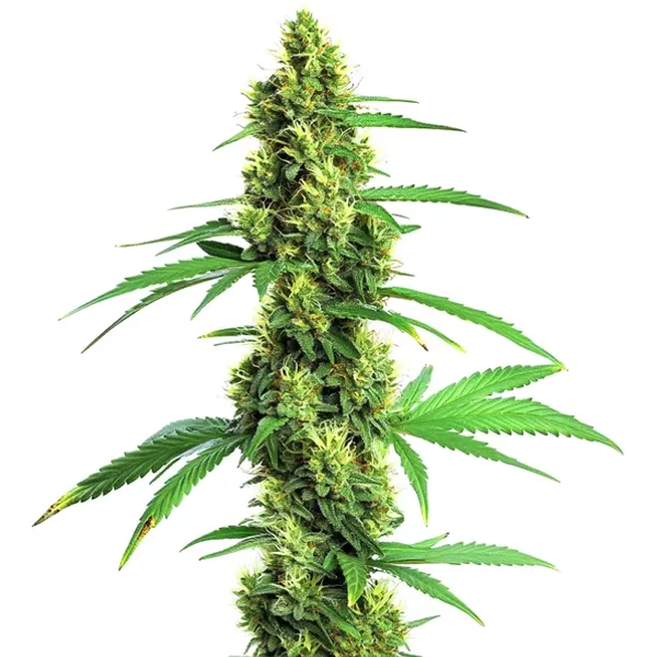 Green Crack Schnellversion - Seeds Pack: 3-samen