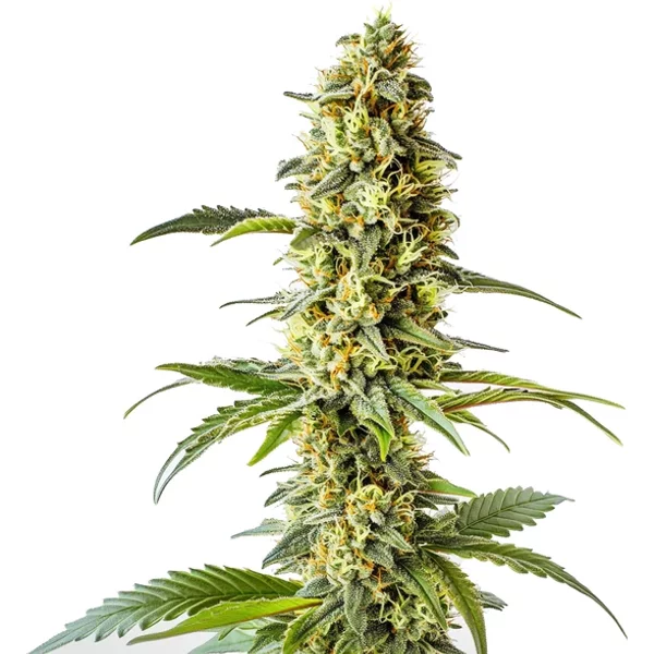 Green Crack x Core - Seeds Pack: 25-samen