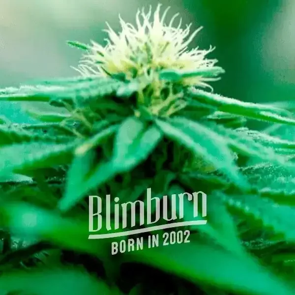 Green Crack x Somango - Seeds Pack: 9-samen