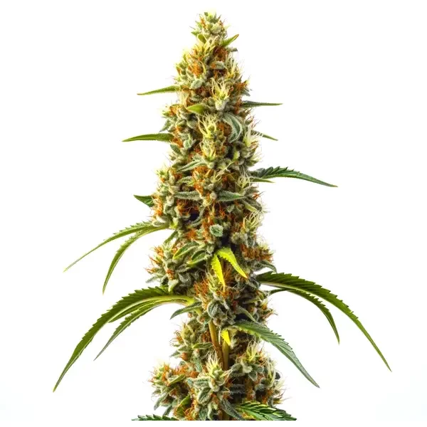 Harlequin Kimbo Kush Schnellversion CBD - Seeds Pack: 9-samen