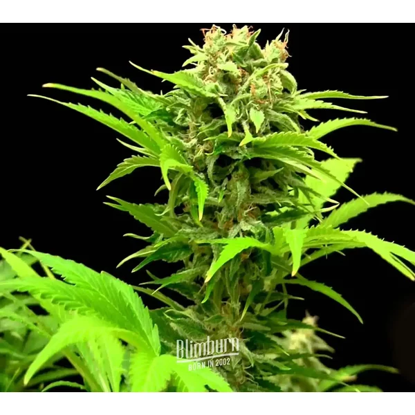 Haze XL Auto - Seeds Pack: 25-samen