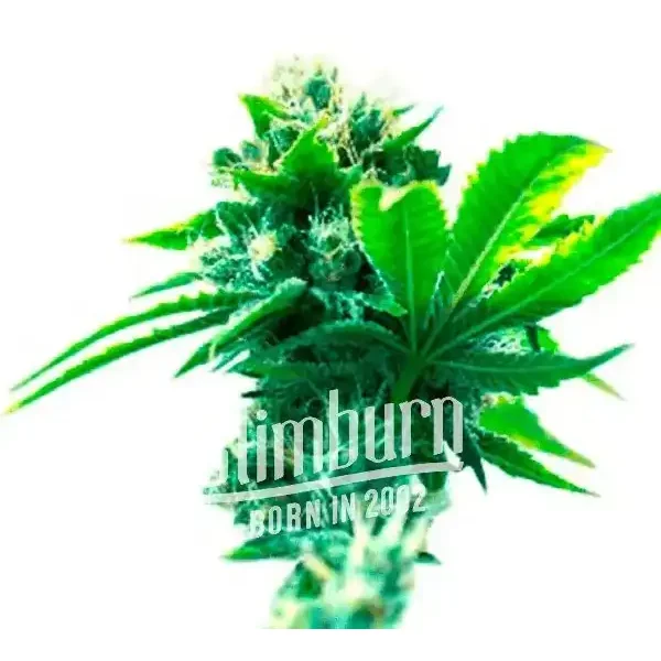 Hektol - Seeds Pack: 6-samen