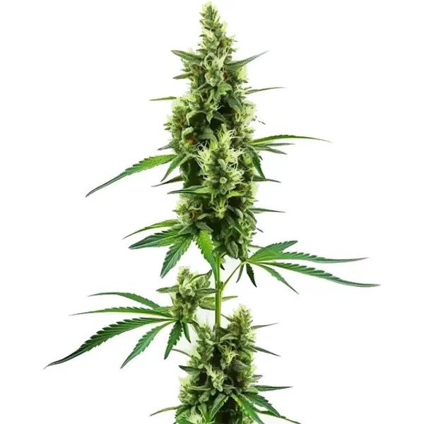 Hindu Kush Regulär - Seeds Pack: 6-samen