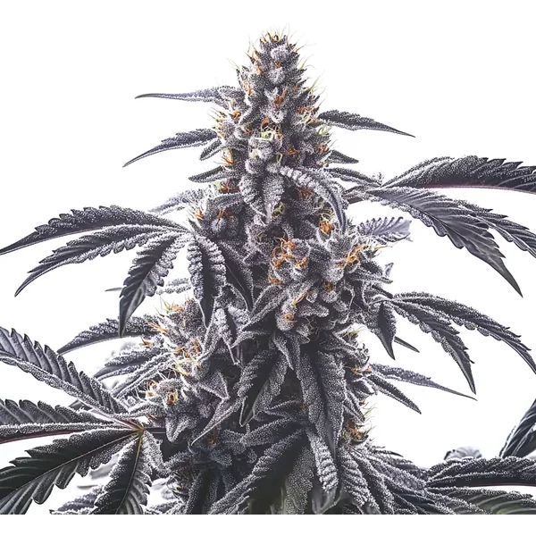 Horchata - Seeds Pack: 6-samen