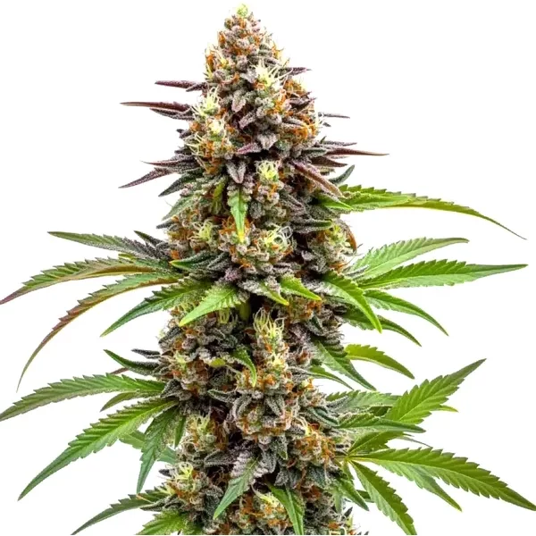 Ice Cream x SFV OG - Seeds Pack: 6-samen