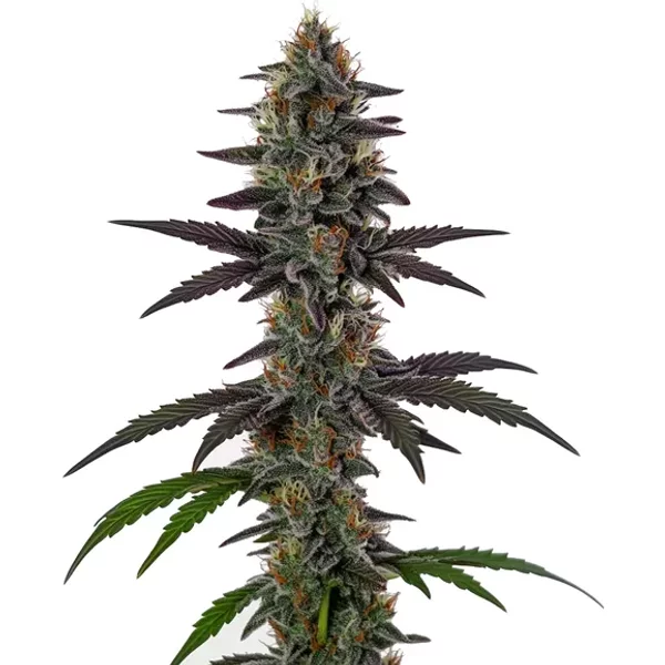 Illemonati - Seeds Pack: 3-seeds