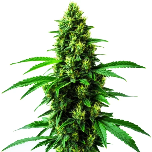 Irish Cream - Seeds Pack: 6-samen