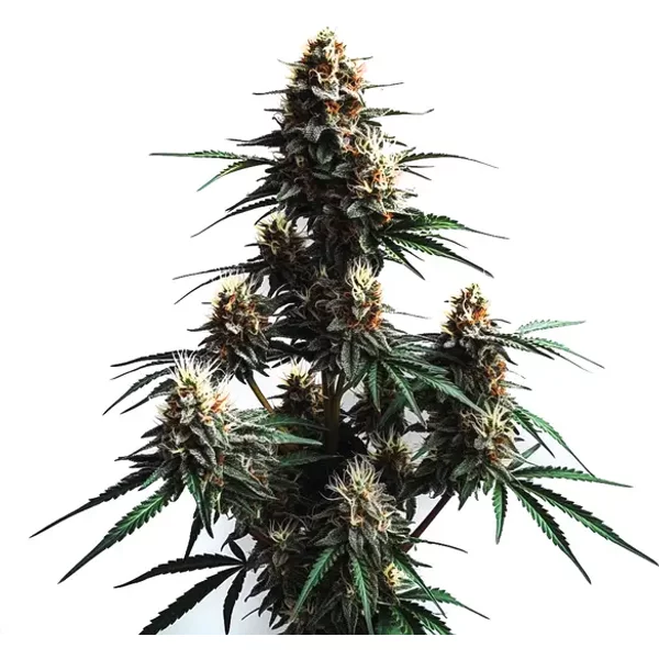 Jack Herer Auto - Seeds Pack: 6-samen