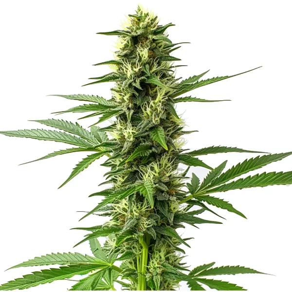 Jack Herer Regulär - Seeds Pack: 6-samen