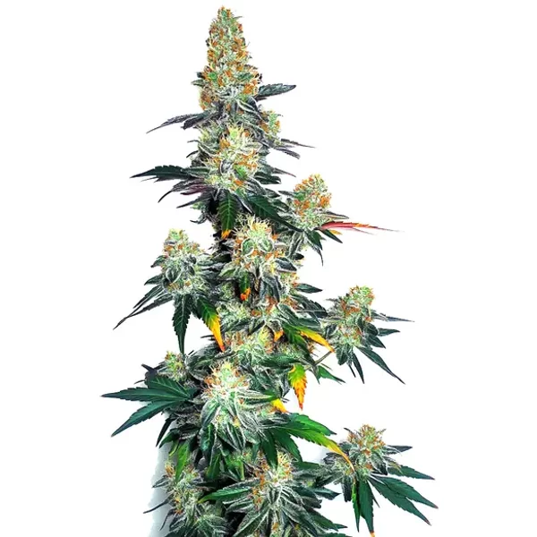 Jack Herer x Gorilla Glue Auto - Seeds Pack: 6-samen