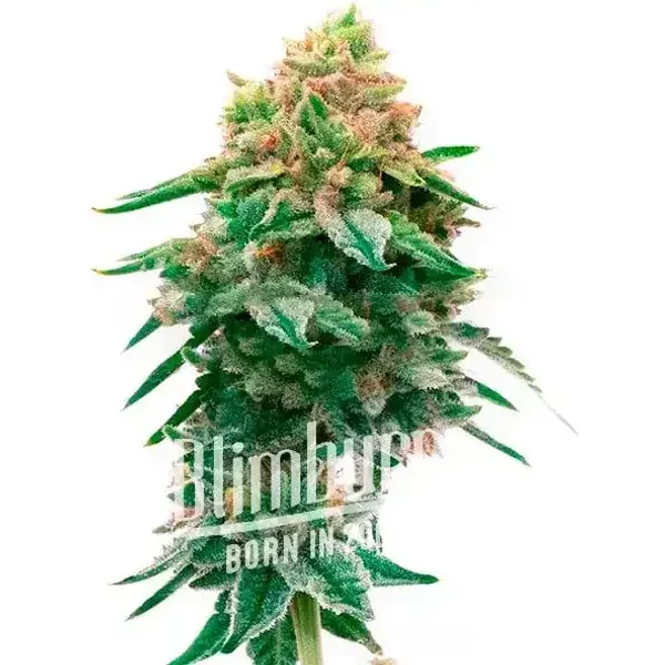 Jilly Bean Regulär - Seeds Pack: 6-samen