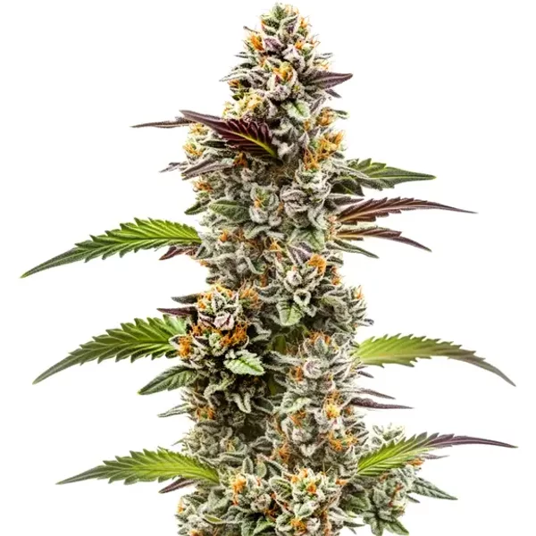 Jungle Breath - Seeds Pack: 1-samen