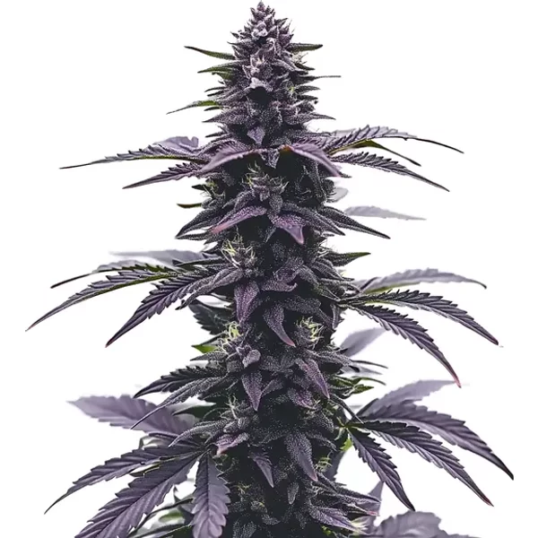 Key Lime Jack - Seeds Pack: 3-seeds