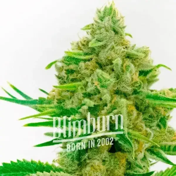 Kosher Kush x Tangerine - Seeds Pack: 6-samen