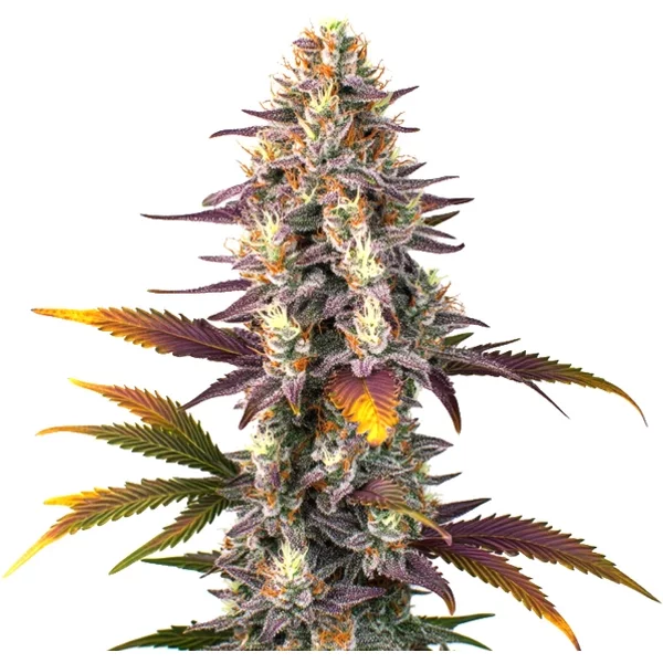 Kush Mints Regulär - Seeds Pack: 1-samen