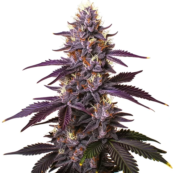 Kushberry - Seeds Pack: 6-samen