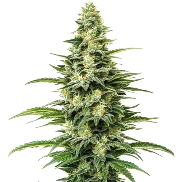 Kyle's Skywalker OG - Seeds Pack: 8-samen