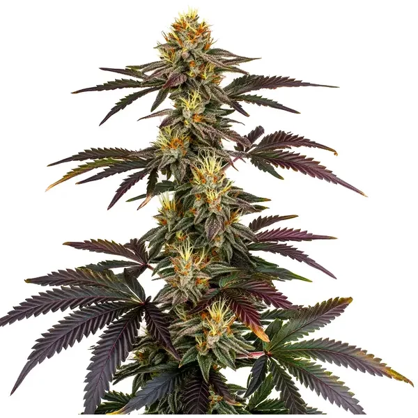 Lava Cake - Seeds Pack: 6-samen