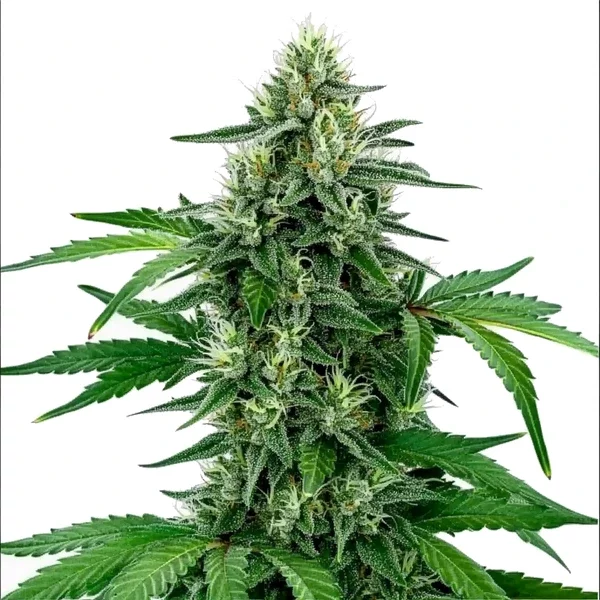 Legend OG - Seeds Pack: 6-samen