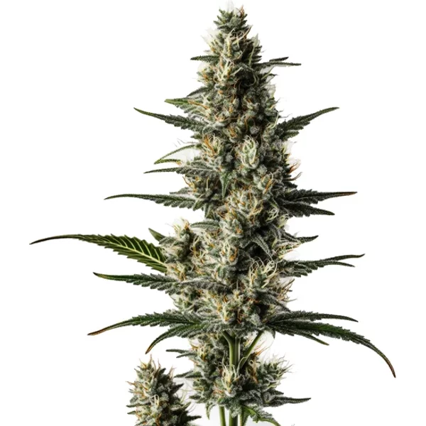 Lemon Auto - Seeds Pack: 1-samen