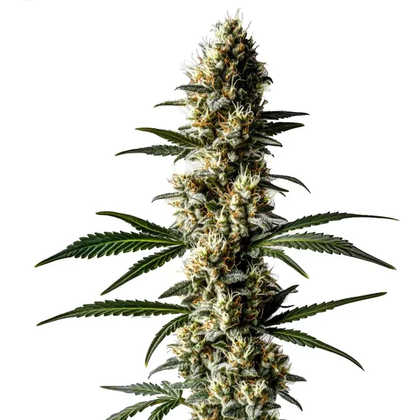 Lemon Diesel - Seeds Pack: 3-samen