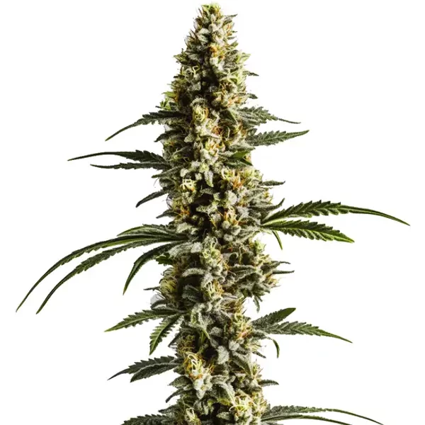 Lemon Haze Auto F1 - Seeds Pack: 25-samen