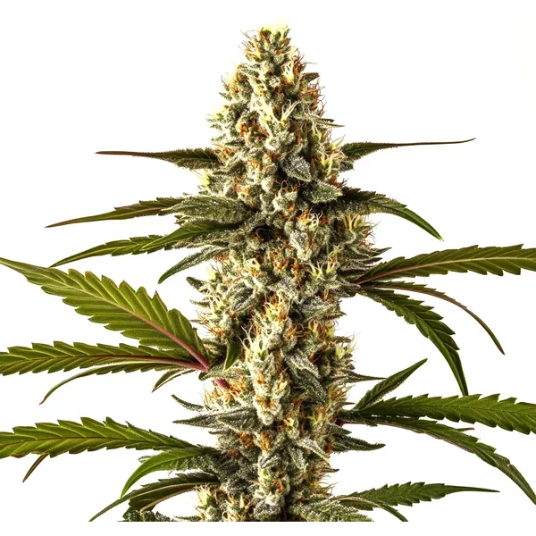 Lemon Haze Auto - Seeds Pack: 1-samen