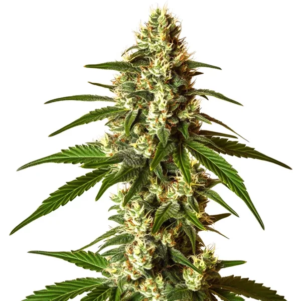Lemon Kush - Seeds Pack: 1-samen