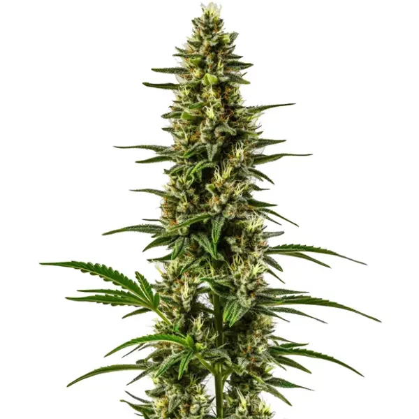 Lemon OG - Seeds Pack: 1-samen