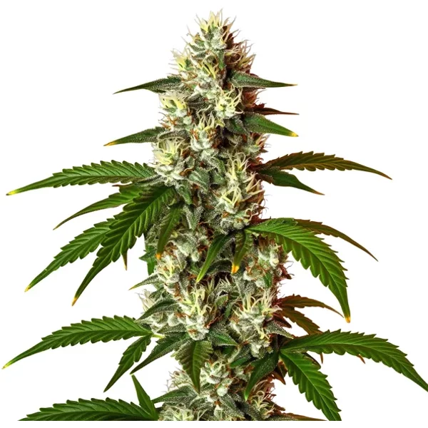 Lemon OG Schnellversion - Seeds Pack: 1-samen