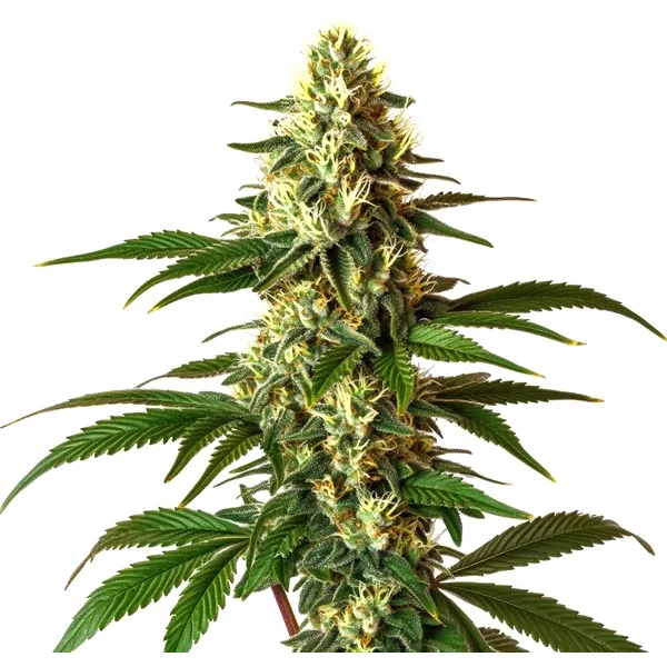 Lemon Pie Regulär - Seeds Pack: 1-samen