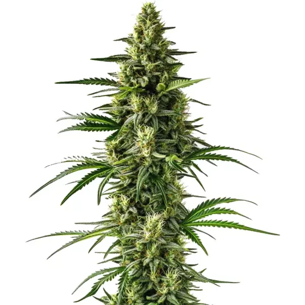 Lemon Tree - Seeds Pack: 1-samen