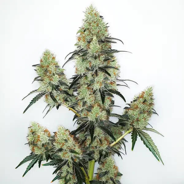 Lemon Zkittlez Auto - Seeds Pack: 3-samen