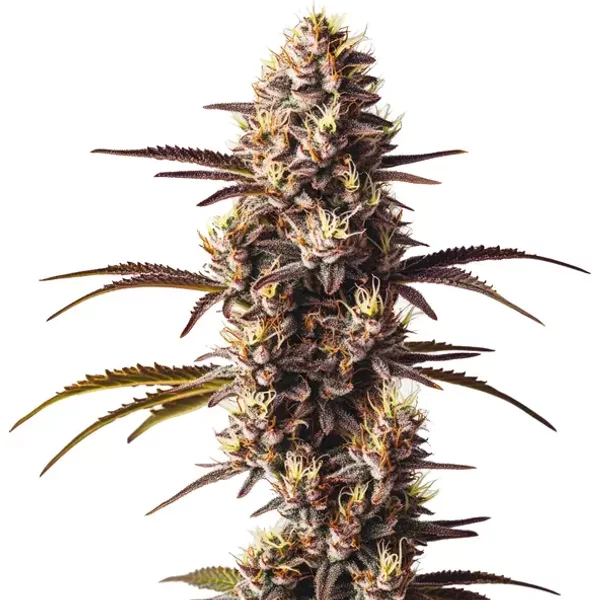 London Pound Cake - Seeds Pack: 3-samen